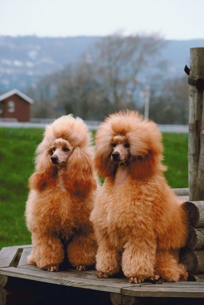 7. Poodle